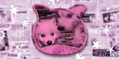 🔭 The animal essay