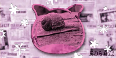 🔭 The snail essay