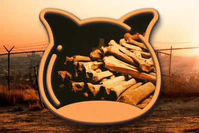 🦠 Post-Apocalyptic Procyonid Plague