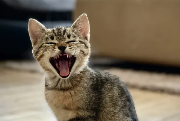 The Three-Eyed Cat